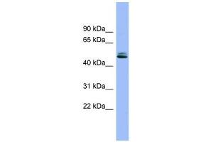 Image no. 1 for anti-serine Peptidase Inhibitor, Kunitz Type 1 (SPINT1) (Middle Region) antibody (ABIN635406)