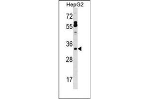 Image no. 1 for anti-Surfactant Protein B (SFTPB) (AA 128-158), (Middle Region) antibody (ABIN954774)