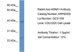 Image no. 1 for anti-ArsA Arsenite Transporter, ATP-Binding, Homolog 1 (ASNA1) (C-Term) antibody (ABIN2788366)