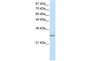 Image no. 1 for anti-MRG-Binding Protein (MRGBP) (N-Term) antibody (ABIN2777882)