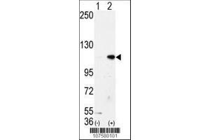 Image no. 2 for anti-Lysine (K)-Specific Demethylase 1A (KDM1A) (AA 108-142), (N-Term) antibody (ABIN388021)