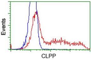 Image no. 1 for anti-ClpP Caseinolytic Peptidase, ATP-Dependent, Proteolytic Subunit Homolog (E. Coli) (CLPP) antibody (ABIN2718667)