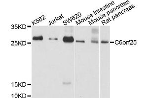 Image no. 1 for anti-Chromosome 6 Open Reading Frame 25 (C6orf25) antibody (ABIN4903093)