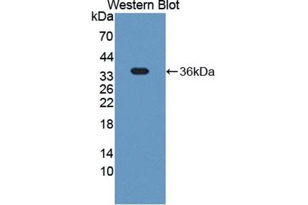 TSKU antibody  (AA 30-307)