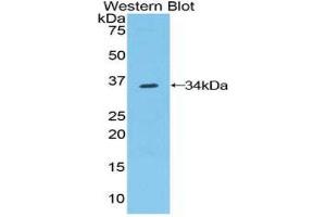 Image no. 1 for anti-Contactin 1 (CNTN1) (AA 736-1003) antibody (ABIN1858437)