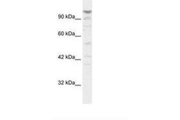 LARP1B antibody  (AA 701-750)