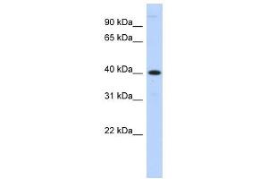 Image no. 1 for anti-Metallophosphoesterase 1 (MPPE1) (N-Term) antibody (ABIN635730)