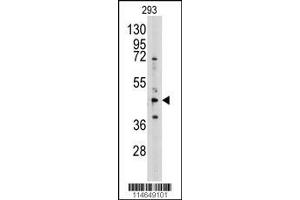 Image no. 1 for anti-Adenosylhomocysteinase (AHCY) (AA 79-110), (N-Term) antibody (ABIN389201)