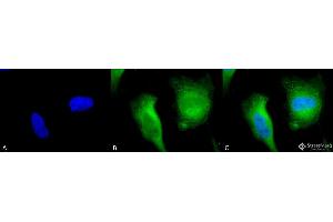 Image no. 1 for anti-Calcineurin A (CAN) (AA 264-283) antibody (FITC) (ABIN2481985)