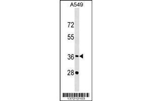 Image no. 1 for anti-CREB/ATF BZIP Transcription Factor (CREBZF) (AA 280-309), (C-Term) antibody (ABIN1537025)