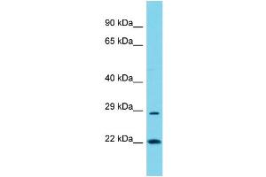 Image no. 1 for anti-Polymerase (RNA) III (DNA Directed) Polypeptide G (32kD) (POLR3G) (Middle Region) antibody (ABIN2791063)