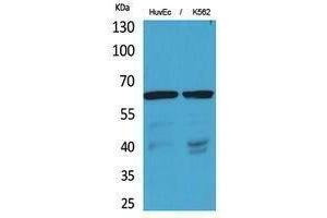 Image no. 1 for anti-Solute Carrier Family 22 Member 6 (SLC22A6) (N-Term) antibody (ABIN3187892)