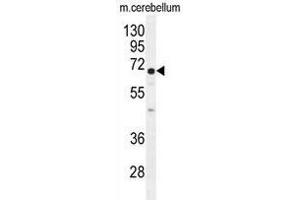Image no. 2 for anti-UDP Glycosyltransferase 8 (UGT8) (AA 373-401), (Middle Region) antibody (ABIN955446)