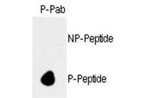 Dot blot analysis of phospho-Rb antibody.