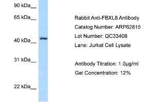 Image no. 1 for anti-F-Box and Leucine-Rich Repeat Protein 8 (FBXL8) (N-Term) antibody (ABIN2789253)
