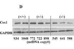 Image no. 18 for anti-Glyceraldehyde-3-Phosphate Dehydrogenase (GAPDH) (Center) antibody (ABIN2857072)