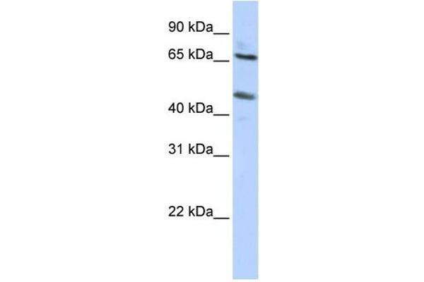 anti-Solute Carrier Family 26 (Sulfate Transporter), Member 10 (SLC26A10) antibody