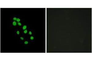Image no. 3 for anti-Iroquois Homeobox Protein 2 (IRX2) (AA 231-280) antibody (ABIN1534108)