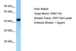 Image no. 1 for anti-Family with Sequence Similarity 175, Member A (FAM175A) (C-Term) antibody (ABIN2790106)