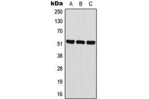 Image no. 2 for anti-BAI1-Associated Protein 2-Like 2 (BAIAP2L2) (Center) antibody (ABIN2705568)