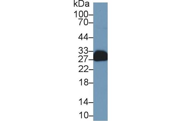 MOG antibody  (AA 29-153)