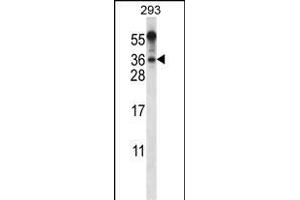 BEND6 Antibody (C-term) (ABIN656518 and ABIN2845788) western blot analysis in 293 cell line lysates (35 μg/lane).