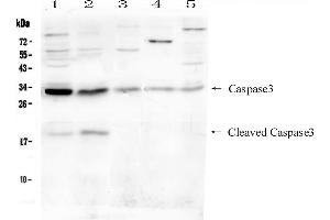Image no. 3 for anti-Caspase 3 (CASP3) (AA 67-81), (N-Term) antibody (ABIN5518695)