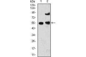 MECP2 antibody  (AA 7-148)