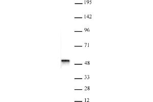 ACTL6B antibody (pAb) tested by Western blot.