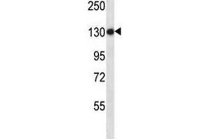 Image no. 2 for anti-Toll-Like Receptor 8 (TLR8) (AA 434-463) antibody (ABIN3029180)