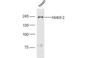 Image no. 2 for anti-Notch 2 (NOTCH2) (AA 1501-1700) antibody (ABIN680183)