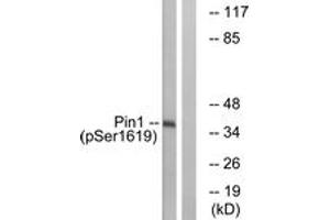 Image no. 1 for anti-Peptidylprolyl Cis/trans Isomerase, NIMA-Interacting 1 (PIN1) (AA 1-50), (pSer16) antibody (ABIN1531461)