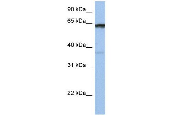 POPDC2 Antikörper  (Middle Region)
