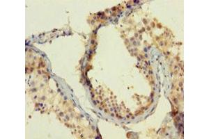 Immunohistochemistry of paraffin-embedded human testis tissue using ABIN7165112 at dilution of 1:100