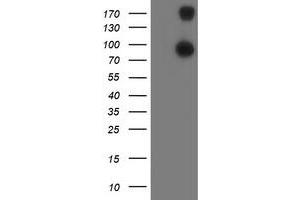 Image no. 3 for anti-Anaphase Promoting Complex Subunit 2 (ANAPC2) antibody (ABIN1496637)