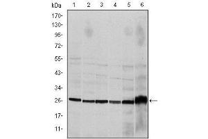 Image no. 5 for anti-Caspase 8 (CASP8) antibody (ABIN969003)