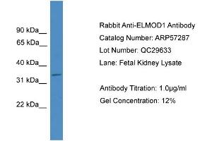 Image no. 2 for anti-ELMO/CED-12 Domain Containing 1 (ELMOD1) (Middle Region) antibody (ABIN2787154)