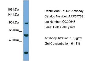 Image no. 2 for anti-Exocyst Complex Component 1 (EXOC1) (N-Term) antibody (ABIN2787382)