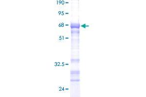 Image no. 1 for phospholipid Scramblase 3 (PLSCR3) (AA 1-295) protein (GST tag) (ABIN1315473)