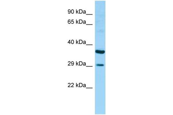 anti-Retinoic Acid Early Transcript 1G (RAET1G) (Middle Region) antibody