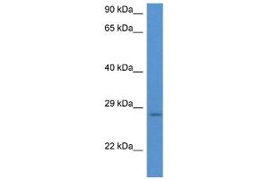 Image no. 2 for anti-Eukaryotic Translation Initiation Factor 6 (EIF6) (N-Term) antibody (ABIN2774313)