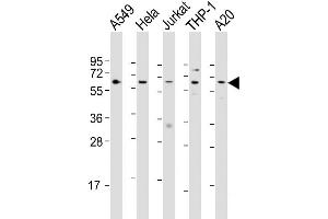 Image no. 5 for anti-Sequestosome 1 (SQSTM1) (AA 317-346) antibody (ABIN388979)