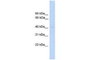 Image no. 1 for anti-Dual Specificity Phosphatase 5 (DUSP5) (Middle Region) antibody (ABIN2787600)