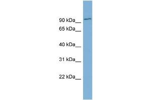 Image no. 2 for anti-F-Box Protein 34 (FBXO34) (Middle Region) antibody (ABIN2787049)