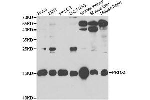 Image no. 2 for anti-Peroxiredoxin 5 (PRDX5) antibody (ABIN6146155)