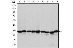 Image no. 2 for anti-Prohibitin (PHB) antibody (ABIN1108740)