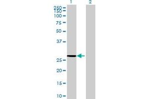 Western Blot analysis of COG8 expression in transfected 293T cell line by COG8 MaxPab polyclonal antibody.