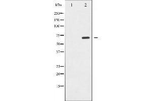 Image no. 2 for anti-SHC (Src Homology 2 Domain Containing) Transforming Protein 1 (SHC1) (pTyr349) antibody (ABIN6255897)