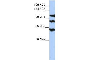 Image no. 1 for anti-Protein Phosphatase 1, Regulatory Subunit 13B (PPP1R13B) (Middle Region) antibody (ABIN2783179)