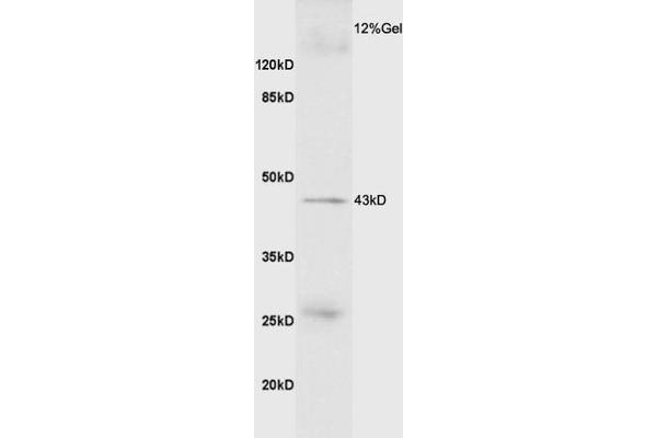 MSTN anticorps  (AA 281-375)